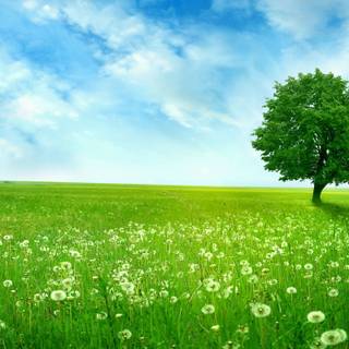 Summer landscape wallpaper