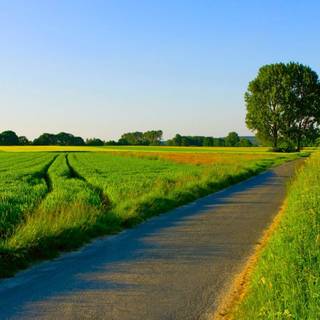 Summer landscape wallpaper