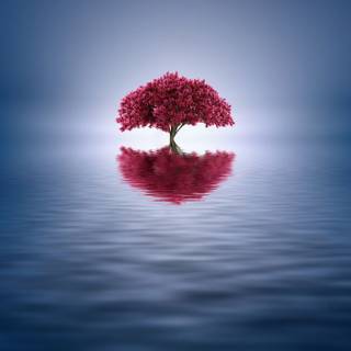 Reflections trees wallpaper