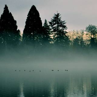 Reflections trees wallpaper