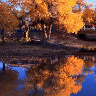 Reflections trees wallpaper