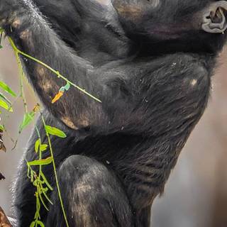Baby gorilla iPhone wallpaper