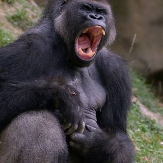 Baby gorilla iPhone wallpaper