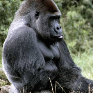 Baby gorilla iPhone wallpaper