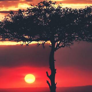 Sunrise Africa iPhone wallpaper