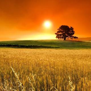 Sunset field wallpaper