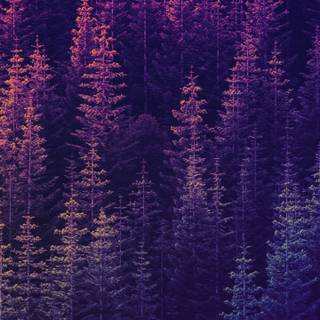 Purple lavender forest wallpaper