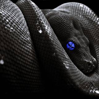 Aesthetic black snake desktop wallpaper