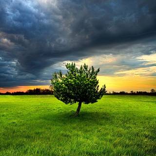 Clouds trees grass HD wallpaper
