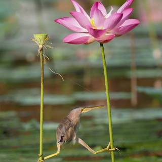 Spring birds and flowers wallpaper