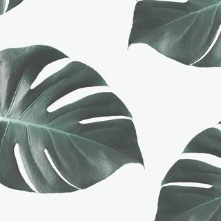 Monstera deliciosa wallpaper