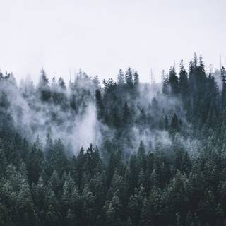 Aesthetic laptop forest wallpaper