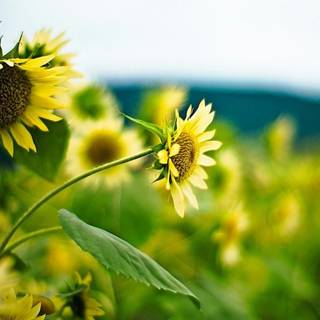 Sunflowers on green wallpaper