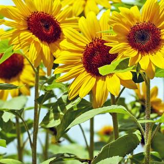 Sunflowers on green wallpaper
