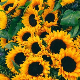 Sunflowers on green wallpaper