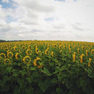 Sunflowers on green wallpaper