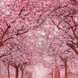 Blooming trees wallpaper