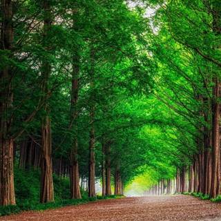 Green forest trees wallpaper