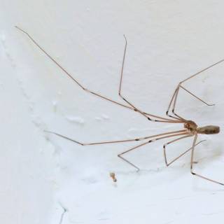 Daddy long leg spider wallpaper