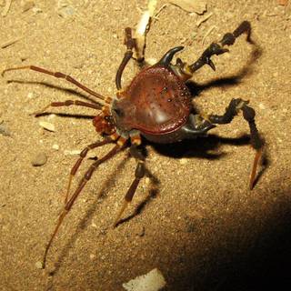 Daddy long leg spider wallpaper