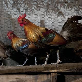 Computer chicken wallpaper