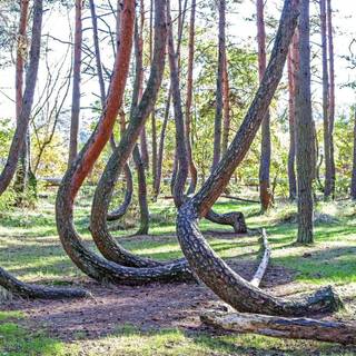 Crooked Forest wallpaper