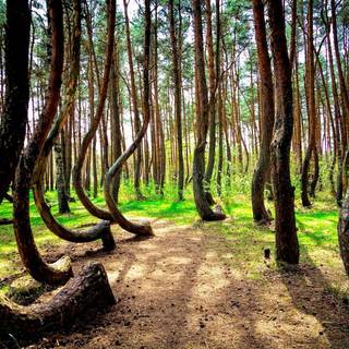 Crooked Forest wallpaper