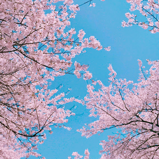 Aesthetic pink blossom wallpaper
