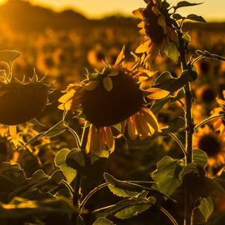 Sunflowers field at sunset wallpaper
