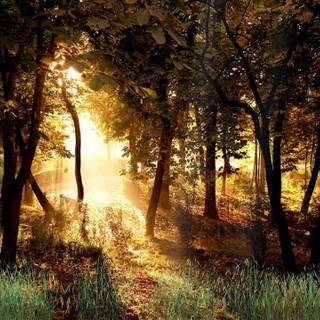 Animated forest wallpaper