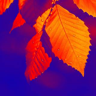 Nature wallpaper full HD