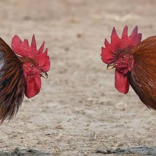 Cock fight wallpaper