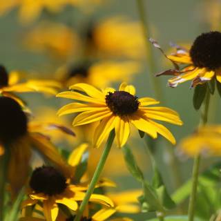 Summer yellow wallpaper