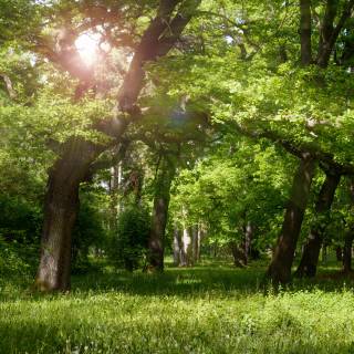 Boat beach trees sunlight wallpaper