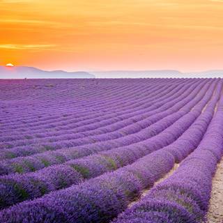 Provence France wallpaper