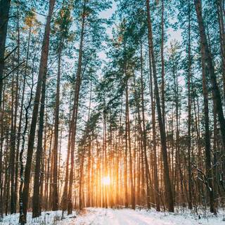 Best nature mobile wallpaper