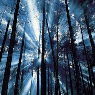 Sunbeams in forest wallpaper