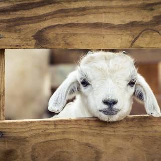 Desktop goats wallpaper