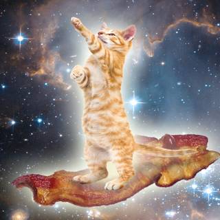 Space kittens desktop wallpaper