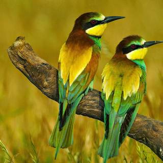 Colorful birds on branch wallpaper