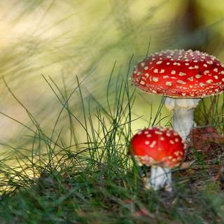 Flowers and mushrooms wallpaper