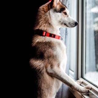 Amoled window wallpaper