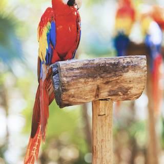 Macaw bird HD wallpaper