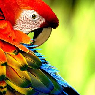 Macaw bird HD wallpaper