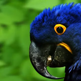 Macaw bird HD wallpaper