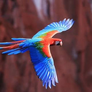 Macaw bird HD wallpaper