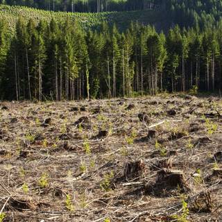 Deforestation wallpaper