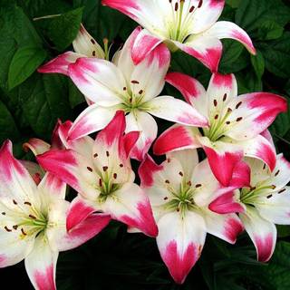 Lily flower wallpaper