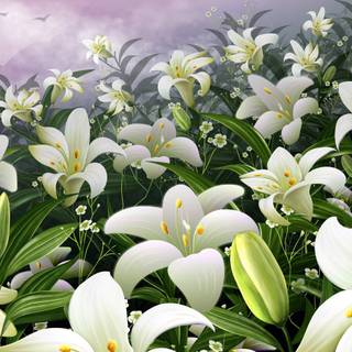 Lily flower wallpaper