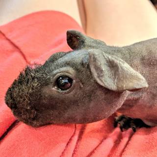 Bisexual rat wallpaper